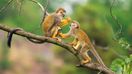You can see squirrel monkeys in Ecuador in March.
