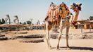 Camel standing to his full height, used for tourist trips to Hurghada