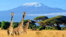 Giraffes clicked in Amboseli National Park as part of spending two weeks in Kenya.