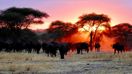 Wild buffaloes against the sunset in Tanzania, how many days to spend in Tanzania.