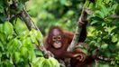 A baby Orangutan in Indonesia in March in the island of Borneo.