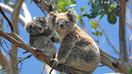 Koalas can be found in many national parks of Australia