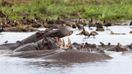 Hippos in Lake Manyara National Park