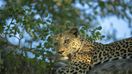 Leopard captured in Yala National Park in Sri Lanka in January