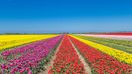 Colorful tulips in Flevoland that you can see in the Netherlands in May.