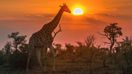 Include Kruger National park tours while planning a trip to South Africa