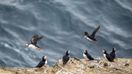 Puffins spotted in the Westman Islands during a trip to Iceland in July.