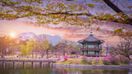 Gyeongbokgung Palace with cherry blossom trees in South Korea in May.
