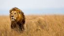 One of the Big 5 is the African Lion.