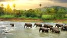 Witness the enchanting sight of a herd of elephants gracefully walking in the river during dusk, a captivating experience among the many incredible things to do in S