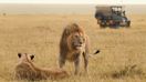 Tourists spot lions during the best time to visit Kenya for safari.