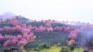 Cherry blossom abording the hills of Northern Vietnam in March.