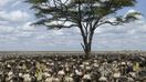 Wildebeest migration or Serengeti migration is a sight to behold while spending 7 days in Tanzania.