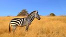 Zebra spotted in the dry season—best time to visit Tanzania.