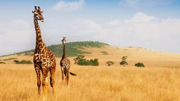 7 Days in Kenya: Top 3 Recommendations