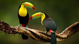 Costa Rica in April: Weather and Wildlife Ventures