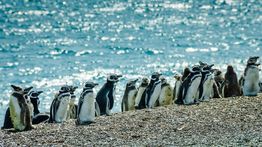 Puerto Madryn: For Penguins, Whales, and More