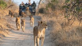 South Africa in June: Safaris and Festivals