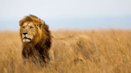 Big 5 Wildlife Animals in Tanzania