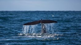 Whale Watching in Iceland: Best Places to Go