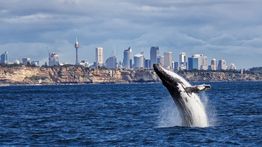Whale Watching in Sydney: All you need to know