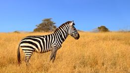 Best Time to Visit Tanzania