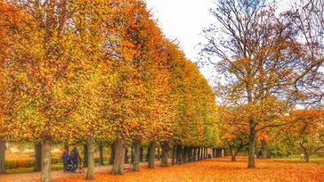 A park covered in autumn foliage in Copenhagen, Denmark, in October.