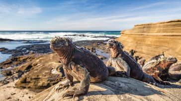 Iguanas that can be seen during a one week trip to the Galapagos Islands.