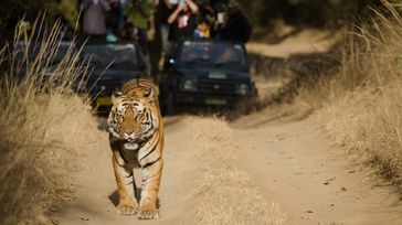 Tiger Safari in India: 7 Best Places