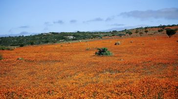 Namaqualand Flower Route: A Road Trip from Cape Town