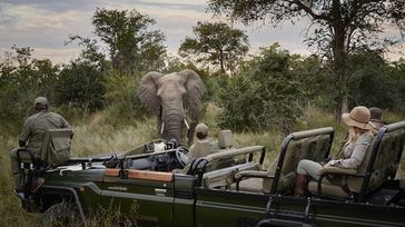 Recommended Luxury Safari Itineraries in South Africa