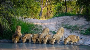 10 Safari Holidays in South Africa: Itinerary Possibilities