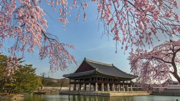 Gyeongbokgung Palace with cherry blossom on a clear day in South Korea in March.