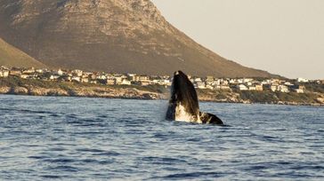 14 Things to do in Garden Route National Park
