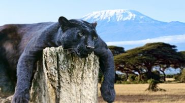 Things to Do in Kilimanjaro National Park