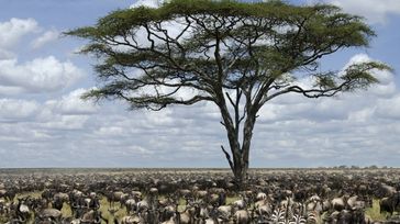 Top 10 Things to Do in Serengeti National Park