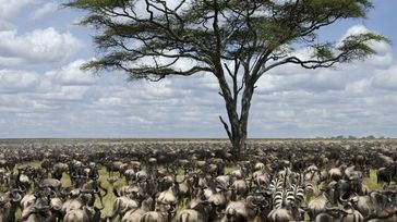 The Great Wildebeest Migration in Tanzania and Kenya