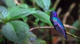 Spot wildlife in the Monteverde Cloud Forest Biological Reserve
