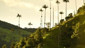View the Stunning Landscape in Cocora Valley