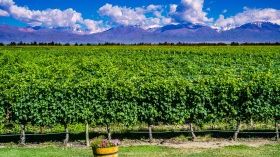 Enjoy a Glass of Wine in Mendoza