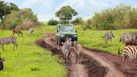 Explore the Tanzania Safari Parks