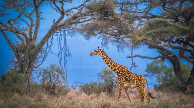 Kenya and Tanzania Safari: An Overview