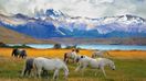 Beautiful white and gray horses grazing in a meadow in Torres del Paine in Chile in January.