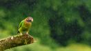 A green parrot in the rain in Costa Rica in July.