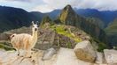 Llama standing at Machu Picchu overlook in Peru in April