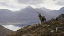 See wild stags in the Scottish highlands while spending 10 days in Scotland.