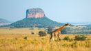 When in South Africa, it is a must that you add wildlife safari in your South Africa itinerary as it is the top destination with diverse flora and fauna.