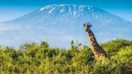 Giraffe in the bush, and the Kilimanjaro mountain in Tanzania in April.