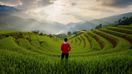 A trekker gazes over the green terraced rice paddies of Sapa.