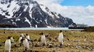 Penguins gather on the tundra as an Antarctic cruise ship passes by.